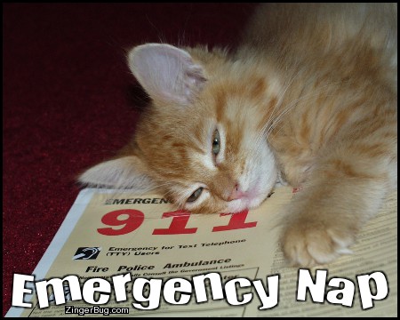 Click to get the codes for this image. Emergency Nap Kitten, Animals  Cats, Funny Stuff  Jokes Free Image, Glitter Graphic, Greeting or Meme for Facebook, Twitter or any forum or blog.