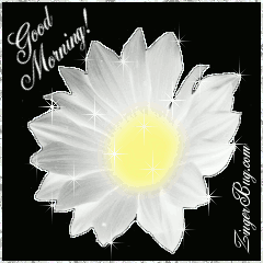 Click to get the codes for this image. This beautiful glitter graphic is a white daisy with silver glitter around the tips of the petals. The comment reads: Good Morning!