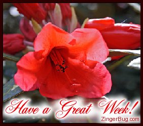 Click to get the codes for this image. Have a Great Week Red Flower photo, Have A Great Week, Flowers Free Image, Glitter Graphic, Greeting or Meme for Facebook, Twitter or any blog.