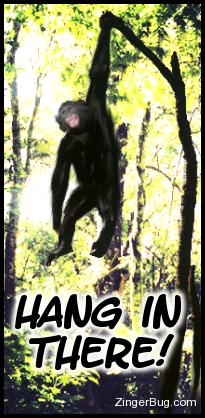 Click to get the codes for this image. Funny photo of a chimp hanging from a branch. Comment reads: Hang in There!