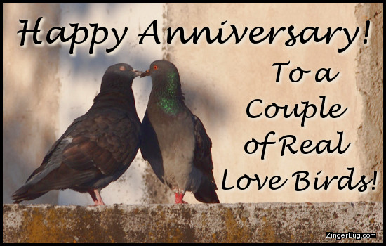 Click to get the codes for this image. This cute greeting features a photograph of a pair of pigeons who appear to be kissing. The comment reads Happy Anniversary to a couple of real love birds!