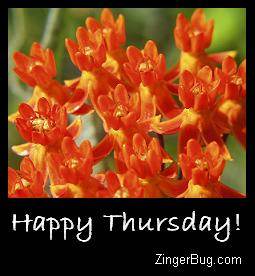 Click to get the codes for this image. Happy Thursday Orange Flowers, Happy Thursday, Flowers Free Image, Glitter Graphic, Greeting or Meme for Facebook, Twitter or any forum or blog.