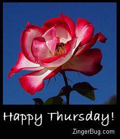 Click to get the codes for this image. Happy Thursday Red Rose, Happy Thursday, Flowers Free Image, Glitter Graphic, Greeting or Meme for Facebook, Twitter or any forum or blog.