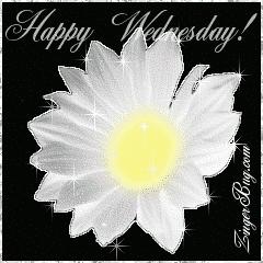 Click to get the codes for this image. This beautiful glitter graphic is a white daisy with silver glitter around the tips of the petals. The comment reads: Happy Wednesday!