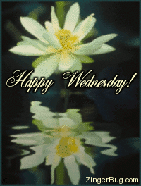 Click to get the codes for this image. This beautiful graphic shows a yellow flower reflected in an animated pool. The comment reads: Happy Wednesday!