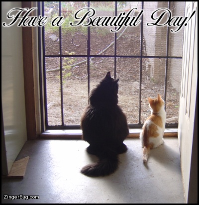 Click to get the codes for this image. Have A Beautiful Day Cats In Doorway, Animals  Cats, Have a Great Day Free Image, Glitter Graphic, Greeting or Meme for Facebook, Twitter or any forum or blog.