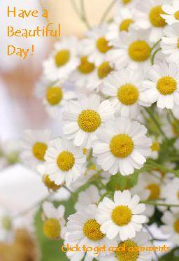 Click to get the codes for this image. Have A Beautiful Day Daisies, Have a Great Day, Flowers Free Image, Glitter Graphic, Greeting or Meme for Facebook, Twitter or any blog.