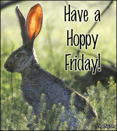 Click to get the codes for this image. Have A Hoppy Friday Jack Rabbit Photo, Animals  Bunnies  Rabbits, Happy Friday Free Image, Glitter Graphic, Greeting or Meme for Facebook, Twitter or any forum or blog.