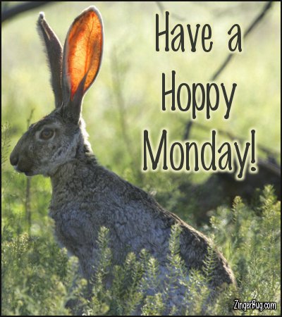 Click to get the codes for this image. Have A Hoppy Monday Jack Rabbit Photo, Animals  Bunnies  Rabbits, Happy Monday Free Image, Glitter Graphic, Greeting or Meme for Facebook, Twitter or any forum or blog.