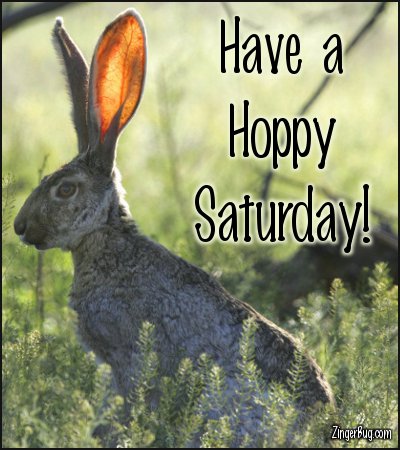 Click to get the codes for this image. Have A Hoppy Saturday Jack Rabbit Photo, Animals  Bunnies  Rabbits, Happy Saturday Free Image, Glitter Graphic, Greeting or Meme for Facebook, Twitter or any forum or blog.