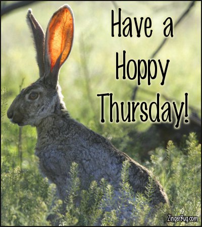 Click to get the codes for this image. Have A Hoppy Thursday Jack Rabbit Photo, Animals  Bunnies  Rabbits, Happy Thursday Free Image, Glitter Graphic, Greeting or Meme for Facebook, Twitter or any forum or blog.