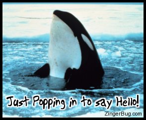 Click to get the codes for this image. Photo of an orca popping its head out of a hole in the ice. Comment reads: Just popping in to say Hello