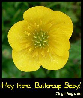 Click to get the codes for this image. Photo of a buttercup flower