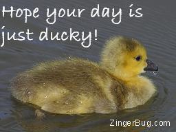 Click to get the codes for this image. Hope Your Day Is Just Ducky Duckling Photograph, Animals  Birds, Have a Great Day Free Image, Glitter Graphic, Greeting or Meme for Facebook, Twitter or any forum or blog.