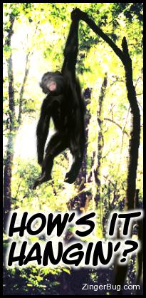 Click to get the codes for this image. Hows It Hangin' Chimp, Funny Stuff  Jokes, Animal, Hi Hello Aloha Wassup etc Free Image, Glitter Graphic, Greeting or Meme for Facebook, Twitter or any forum or blog.