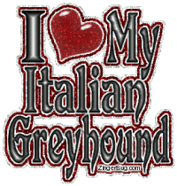 Click to get the codes for this image. I Heart My Italian Greyhound Small, Animals  Dogs, Pet, Italian Greyhound Free Image, Glitter Graphic, Greeting or Meme for Facebook, Twitter or any forum or blog.