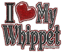 Click to get the codes for this image. I Heart My Whippet Small, Animals  Dogs, Pet, Whippet Free Image, Glitter Graphic, Greeting or Meme for Facebook, Twitter or any forum or blog.