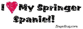 Click to get the codes for this image. I heart my springer spaniel Glitter Text, Animals  Dogs, Springer Spaniel, Pet Free Image, Glitter Graphic, Greeting or Meme for Facebook, Twitter or any forum or blog.