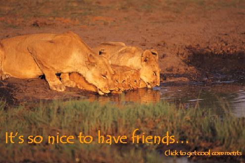 Click to get the codes for this image. Its So Nice To Have Friends Lions Drinking, Friendship, Animals  Cats Free Image, Glitter Graphic, Greeting or Meme for Facebook, Twitter or any forum or blog.