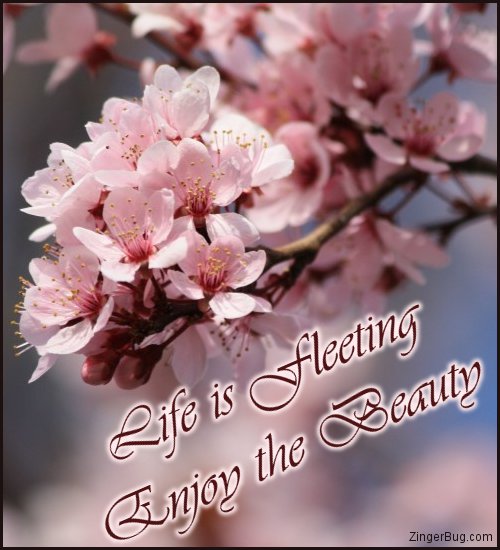 Click to get the codes for this image. Life Is Fleeting Enjoy The Beauty, Faith and Spirituality, Quotes  Sayings Glitter Graphic, Comment, Meme, GIF or Greeting