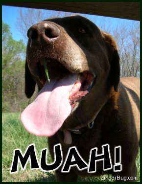 Click to get the codes for this image. Funny photo of a dog with it's tongue sticking out toward the camera. Comment reads: Muah!