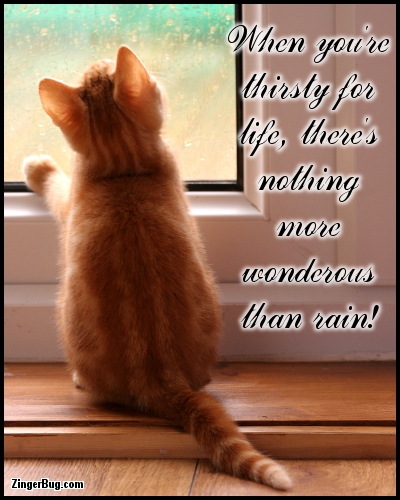 Click to get the codes for this image. Nothing More Wonderous Than Rain Kitten Quote, Animals  Cats, Faith and Spirituality, Quotes  Sayings Glitter Graphic, Comment, Meme, GIF or Greeting