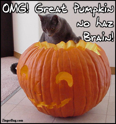 Click to get the codes for this image. Omg Great Pumpkin No Haz Brain Funny Halloween Cat Photo, Animals  Cats, Funny Stuff  Jokes, Halloween Free Image, Glitter Graphic, Greeting or Meme for Facebook, Twitter or any forum or blog.