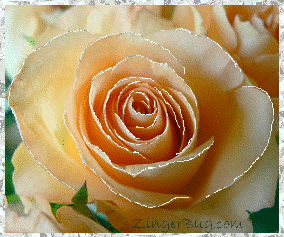 Click to get the codes for this image. This beautiful glitter graphic shows a close-up of a peach colored rose with silver glitter on the tips of each petal.