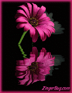 Click to get the codes for this image. This graphic features a pink flower reflected in an animated pool.