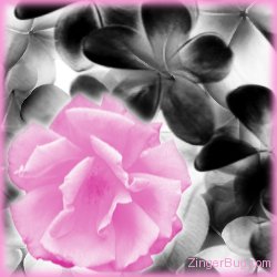 Click to get the codes for this image. Pink Rose, Flowers, Flowers Free Image, Glitter Graphic, Greeting or Meme for Facebook, Twitter or any blog.