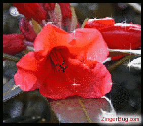 Click to get the codes for this image. Red Flower Glitter Graphic, Flowers, Flowers Free Image, Glitter Graphic, Greeting or Meme for Facebook, Twitter or any blog.