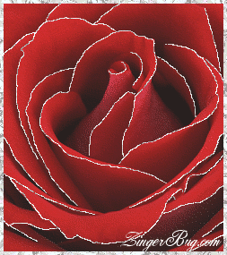 Click to get the codes for this image. This beautiful glitter graphic shows a close-up of a red rose with silver glitter on the tips of each petal.