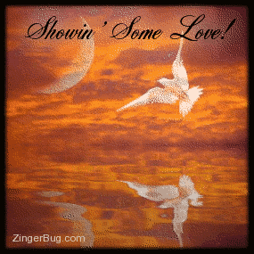 Click to get the codes for this image. This beautiful graphic shows a white dove flying across a spectacular sunset with a moon in the background. The scene is reflected in an animated pool The comment reads: Showin' Some Love!