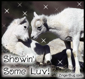 Click to get the codes for this image. Cute glittered photo of 2 lambs nuzzling each other