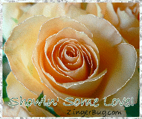 Click to get the codes for this image. This beautiful glitter graphic shows a close-up of a peach colored rose with silver glitter on the tips of each petal. The comment reads: Showin' Some Love!