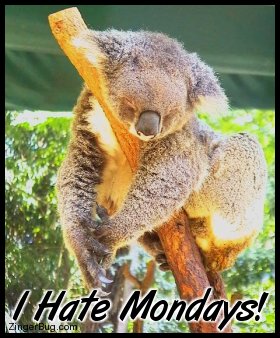 Click to get the codes for this image. This funny photo shows a sleepy koala bear draped over a branch. The comment reads: I Hate Mondays!