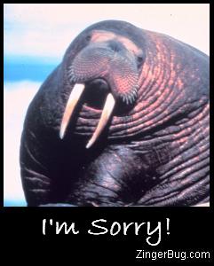 Click to get the codes for this image. Sorry Walrus, Animal, Im Sorry Free Image, Glitter Graphic, Greeting or Meme for Facebook, Twitter or any forum or blog.