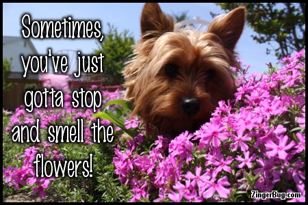 Click to get the codes for this image. Stop And Smell The Flowers Dog Photo, Animals  Dogs, Encouragement  Cheer Up, Quotes  Sayings Glitter Graphic, Comment, Meme, GIF or Greeting