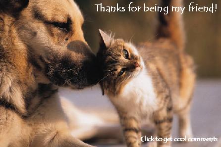 Click to get the codes for this image. Thanks For Bieng My Friend Dog Cat, Thanks For The Add, Animals  Dogs, Friendship, Animals  Cats Free Image, Glitter Graphic, Greeting or Meme for Facebook, Twitter or any forum or blog.