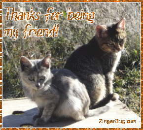 Click to get the codes for this image. Thanks For Being My Friend Kittens, Animals  Cats, Friendship Free Image, Glitter Graphic, Greeting or Meme for Facebook, Twitter or any forum or blog.
