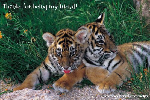 Click to get the codes for this image. Tiger Cubs, Friendship, Animals  Cats Free Image, Glitter Graphic, Greeting or Meme for Facebook, Twitter or any forum or blog.