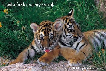 Click to get the codes for this image. Tiger Cubs Small, Animals  Cats, Friendship Free Image, Glitter Graphic, Greeting or Meme for Facebook, Twitter or any forum or blog.