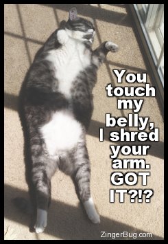 Click to get the codes for this image. This cute and funny comment will be appreciated by all cat lovers. It shows a cat sleeping flat on it's back with belly hanging out and paws in the air. The comment reads: You touch my belly, I shred your arm. GOT IT???