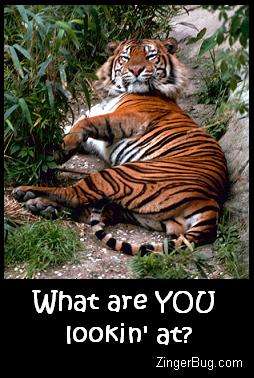 Click to get the codes for this image. This funny photo shows a sleepy tiger looking up at the photographer. The comment reads: What are YOU lookin' at?
