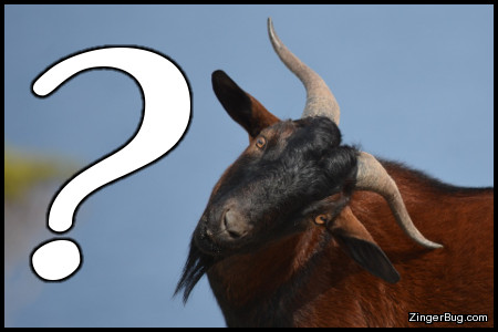 Click to get the codes for this image. This cute meme features a photo of a goat with it's head cocked off to one side at a funny angle. The caption is simply a big question mark, as if to say: What?
