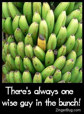 Click to get the codes for this image. This photo shows a bunch of green bananas with one yellow one in the middle. The comment reads: There's always one wise guy in the bunch!