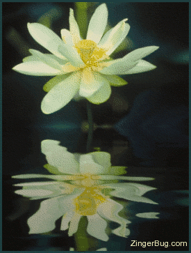 Click to get the codes for this image. This beautiful graphic shows a yellow flower reflected in an animated pool.