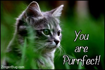 Click to get the codes for this image. This beautiful photo of a kitten has the comment: You are Purrfect!