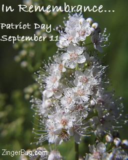 Click to get the codes for this image. Photograph of beautiful white blossoms. The comment reads: In remembrance... Patriot Day September 11