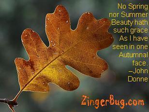 Click to get the codes for this image. This comment features a photograph of an autumn oak leaf with the comment: No Spring nor Summer Beauty hath such grace As I have seen in one Autumnal face. - John Donne